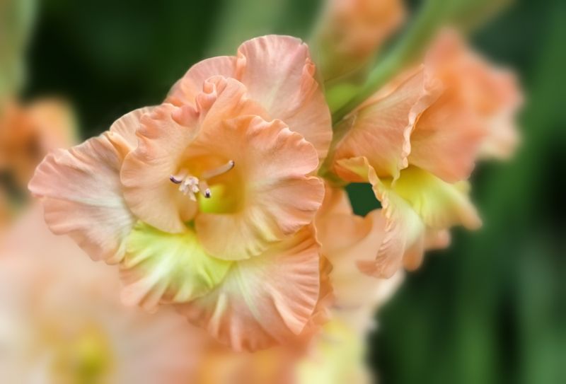pink gladiolus on a blurred background