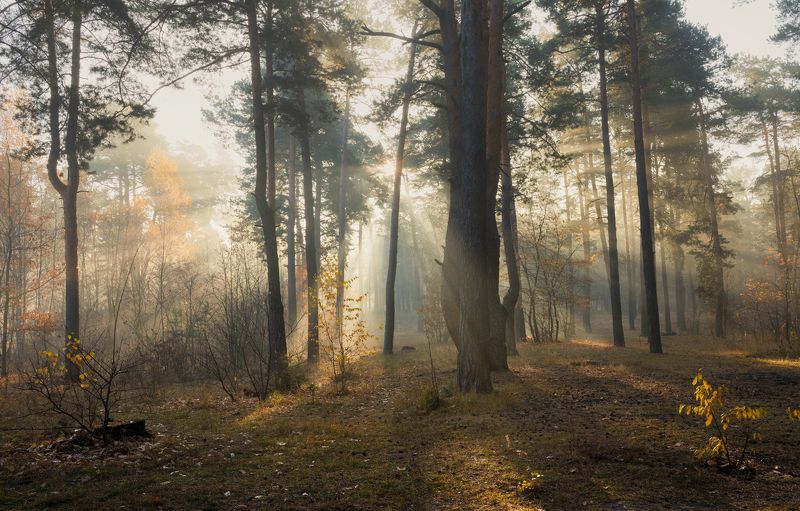 лес осень октябрь туман свет лучи рассвет Деревья радостно трепещут в сиянии солнца золотомphoto preview