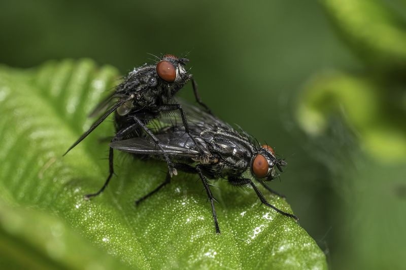 Flesh flys (Sarcophaga sp.)
