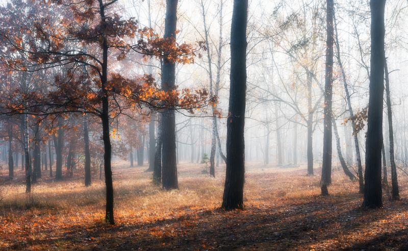лес осень октябрь туман свет  рассвет Объятый светом лес стоит осеннийphoto preview