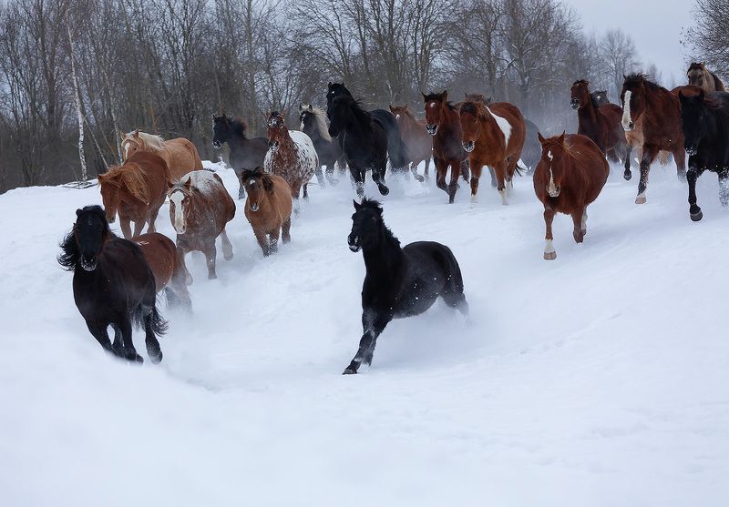 лошади,табун,галоп, движение,зима, horses,herd,gallop, winter, nature Табунphoto preview