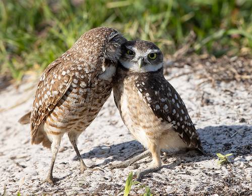 Happy Valentine's Day! Burrowing Owls