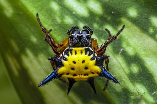 Gasteracantha hasselti spider