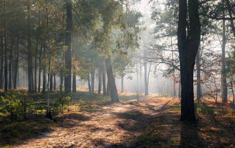 лес осень ноябрь туман рассвет Когда ноябрь радует глазphoto preview