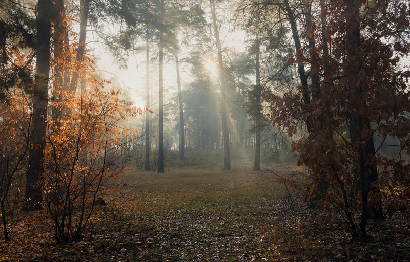 лес осень октябрь туман свет лучи рассвет Пробуждениеphoto preview