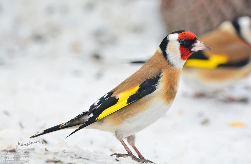 Goldfinch in winter