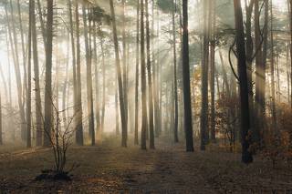 Туманный луч позолотивший лес