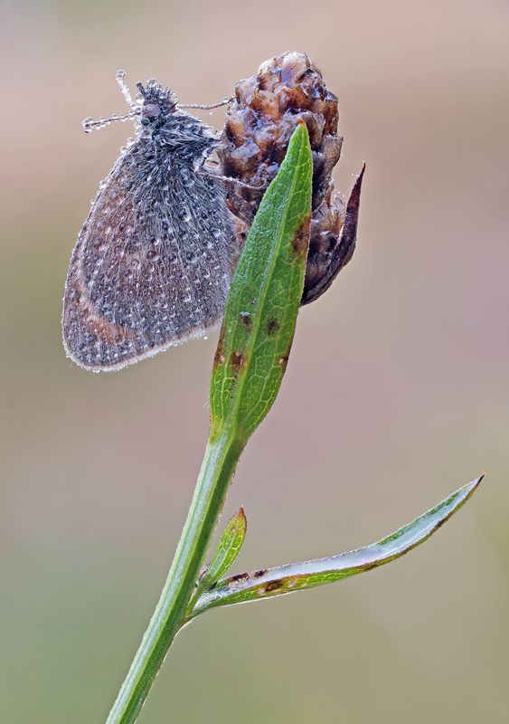 Бабочка Сенница в капельках росыphoto preview