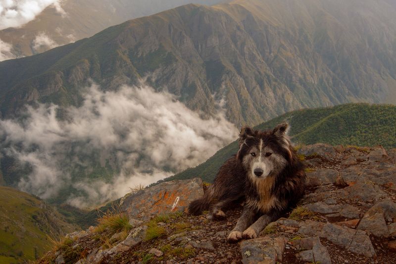 Собака, горы, животные, пейзаж, природа Песphoto preview