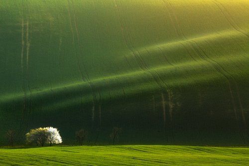 Fields of Green Velvet III