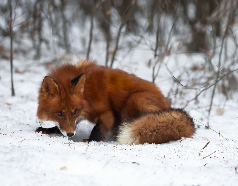 лиса, рыжая, охотница,зима, природа, fox,red,hunter, winter, nature По следу...photo preview