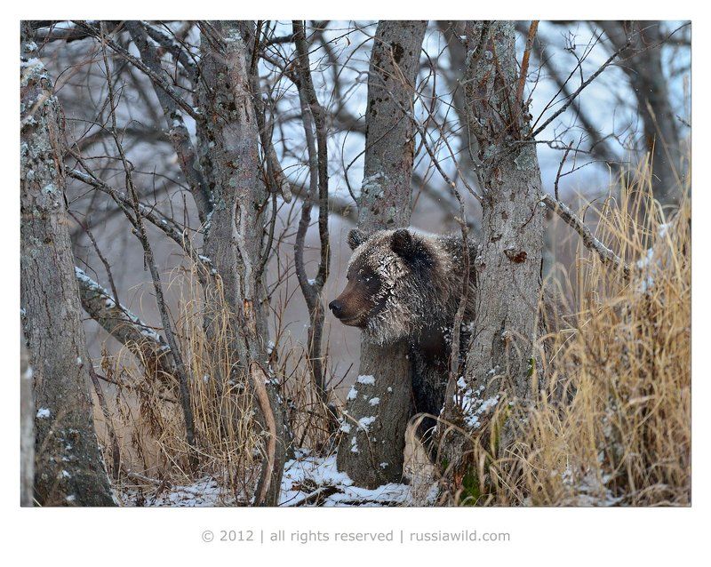 бурый медведь, осень, камчатка Бакенбардыphoto preview