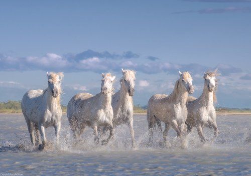 Белые лошади парка Камарг