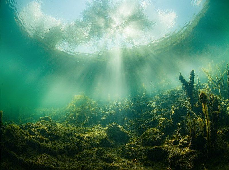 Green, Plants, Russia, Sun, Tree, Underwater, Water Two worldphoto preview