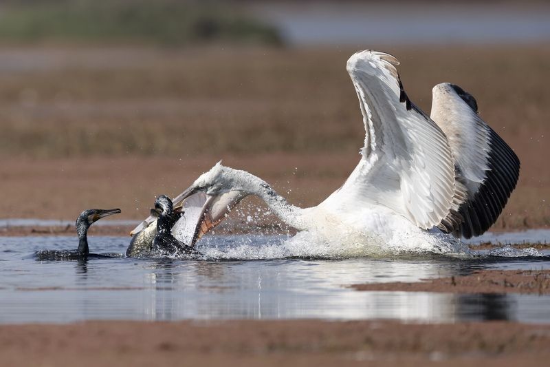 Pelican stealing prey from great cormorant 
