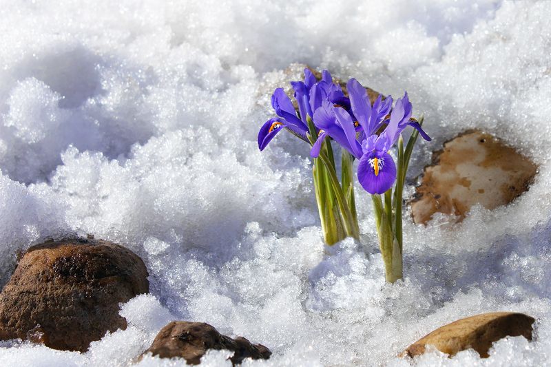 иридодиктиум,  весна,  снег,  альпийская горка До весны одни сутки, прощай февраль...photo preview