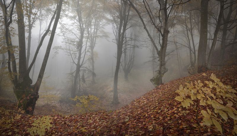 Ритмы туманного леса