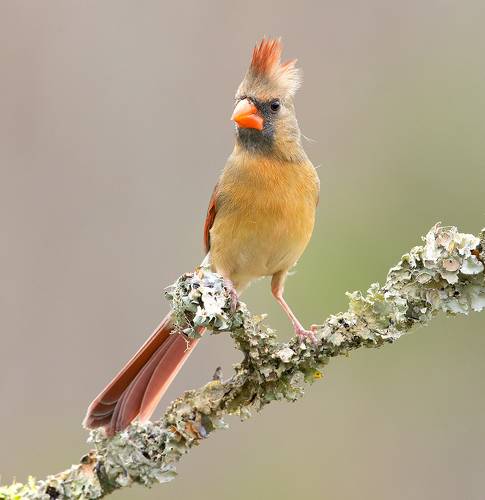 Northern Cardinal Female - Cамка. Красный кардинал