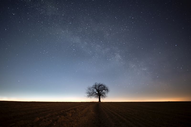 night, star, milkyway, tree Tree on the fieldphoto preview