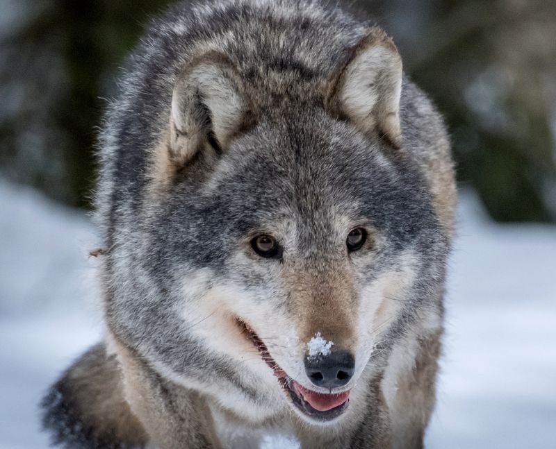 волк, красный бор, нд, дикие животные, беларусь, wolf, фотоохота, серый волк, евразийский волк, fujifilm xt3 Портрет старого волкаphoto preview