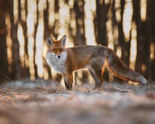 Red fox in sunrise