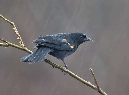Red-winged Blackbird  - Красноплечий чёрный трупиал