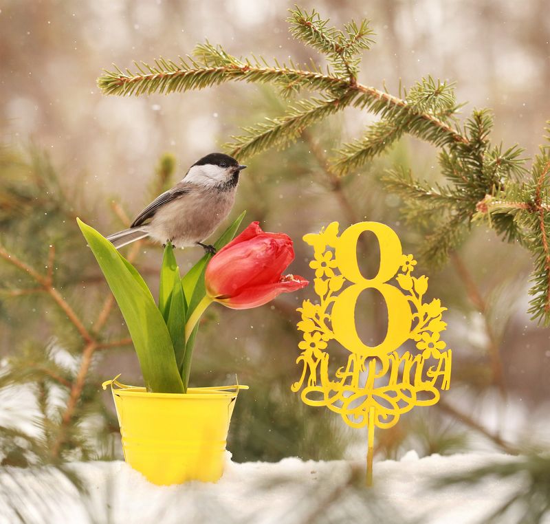 нерюнгри, якутия, гаичка, птицы, женский_праздник С праздником весны!!!photo preview