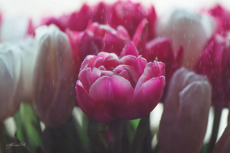 весна, капли, дождь, тюльпаны, нежность Царство тюльпановphoto preview
