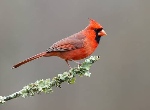 Northern Cardinal male - Красный кардинал самец.