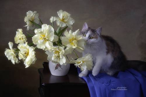 Упоительный аромат тюльпанов