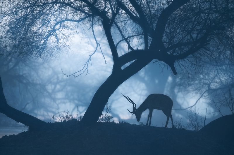 mood, morning, misty, nature, animal, deer Misty Morningphoto preview