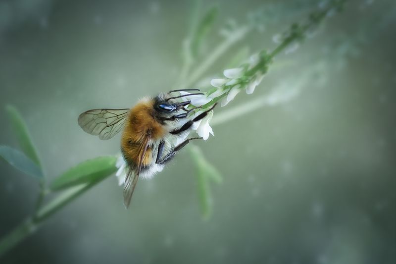 цветок, муха, пчела, fly, макро, macro, волшебное макро Летняя пораphoto preview