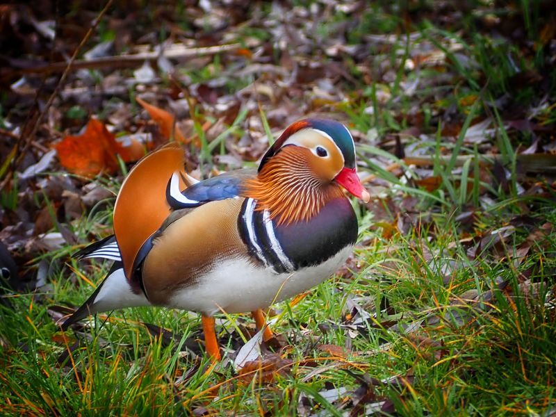 Mandarine duck