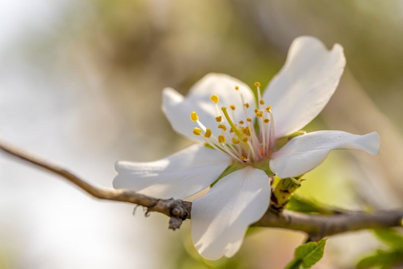 blossom almonds tree