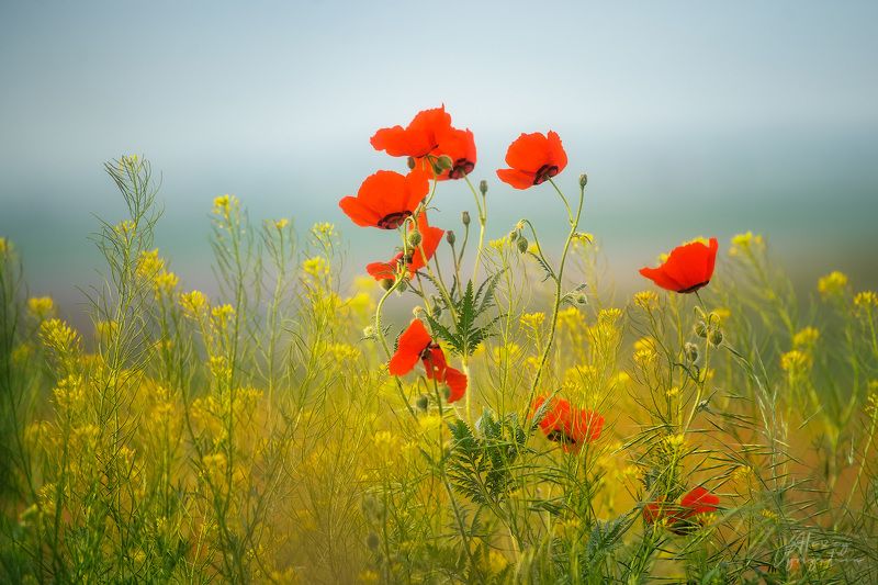 kazakhstan, spring, poppies, sunny, yellow, red, outdoor, landscape ***photo preview
