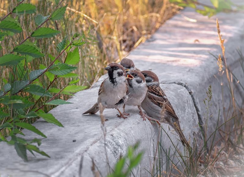 птица, воробушки, птенцы, родители, защита, забота и надёжная защита.photo preview
