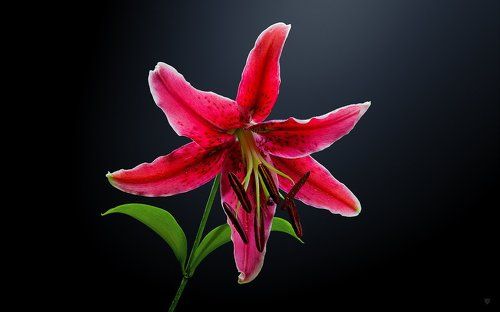 The Red Lily