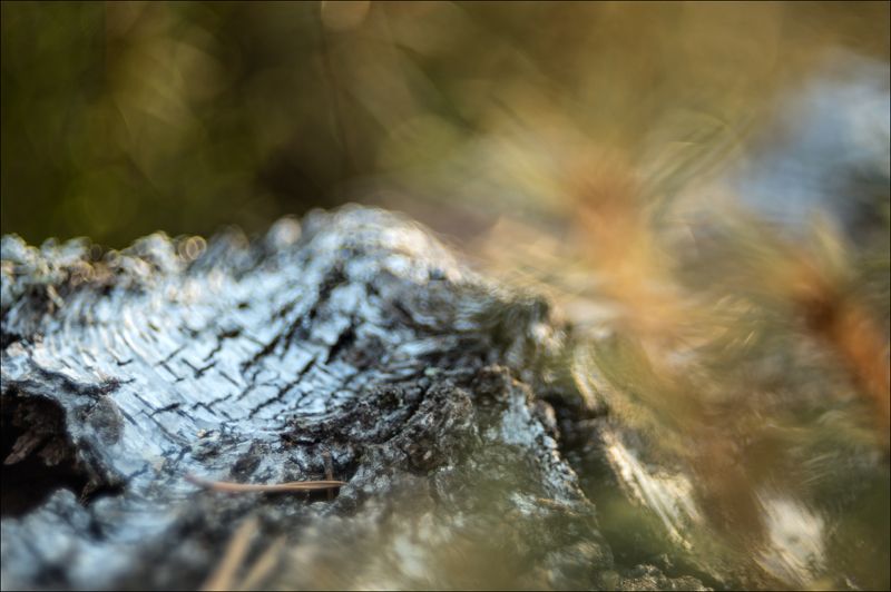 Апрельское гелиосное макро на болотеphoto preview