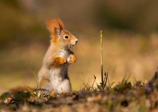 Squirrel