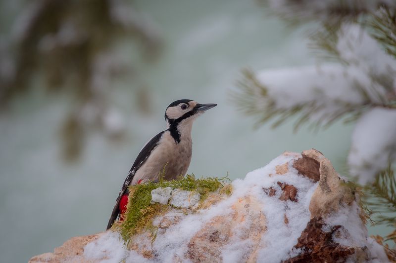 птицы, birds, дятел, wildlife, great spotted woodpecker, winter, зима Большой пестрый дятелphoto preview