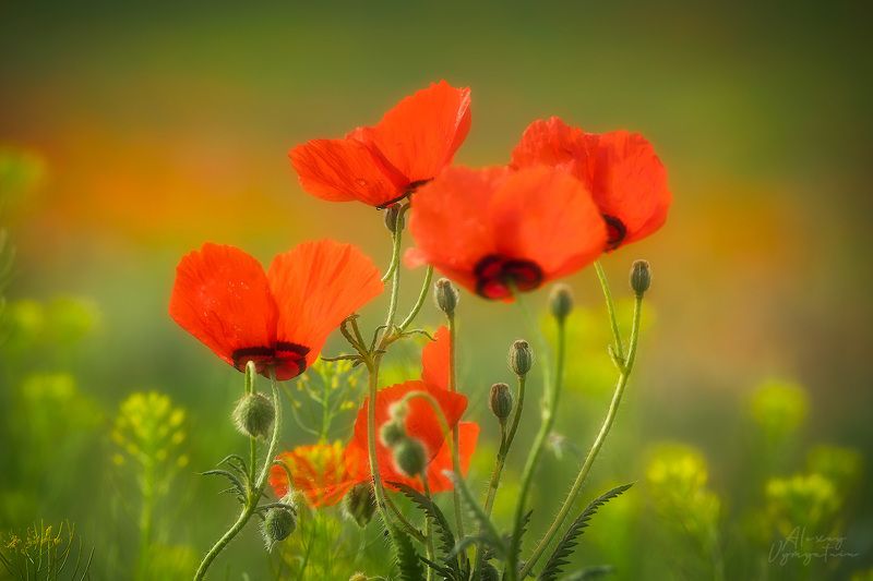 kazakhstan, spring, poppies, sunny, yellow, red, outdoor, landscape ***photo preview