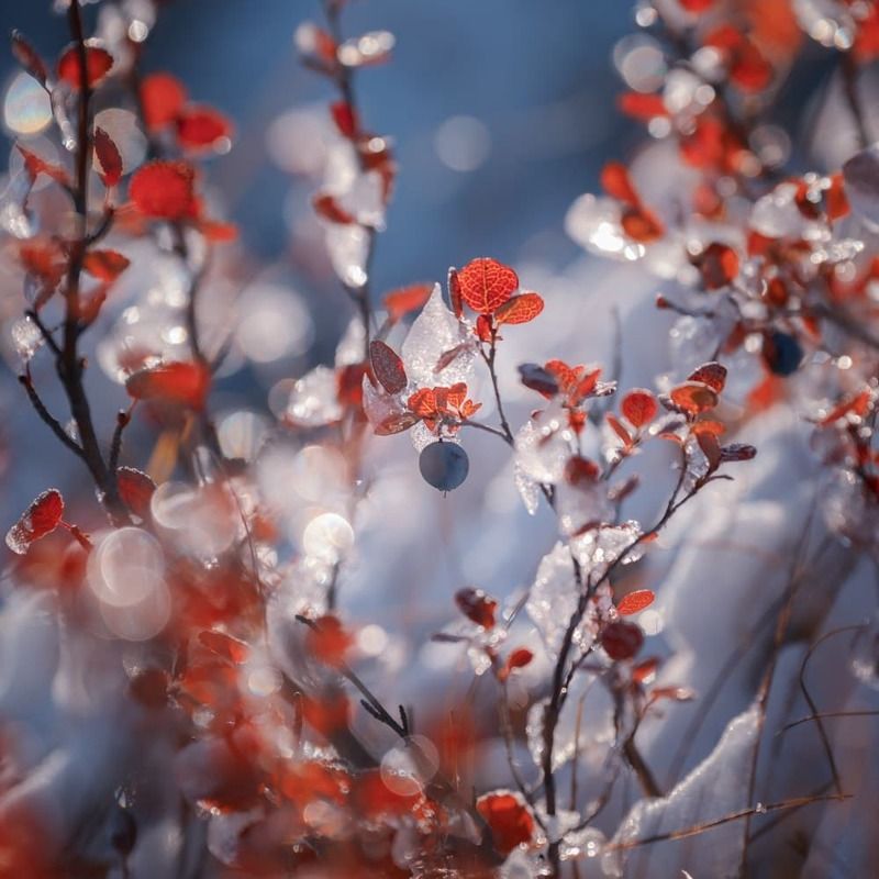 колыма, осень, озероджекалондона Утренний голубичникphoto preview