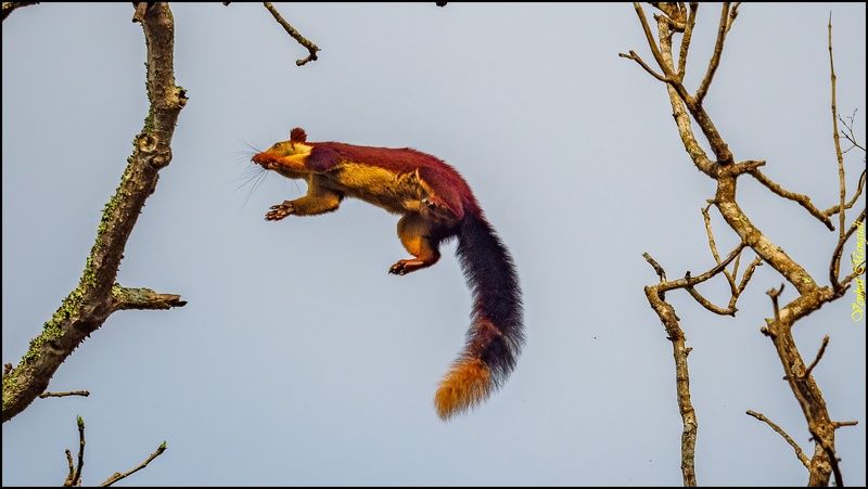 #widlife  Indian Giant Squirrel Leapphoto preview