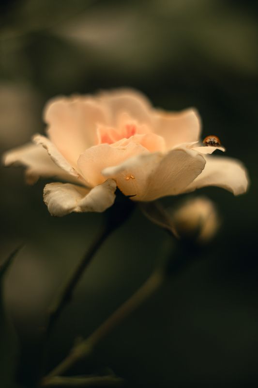 Садовая роза