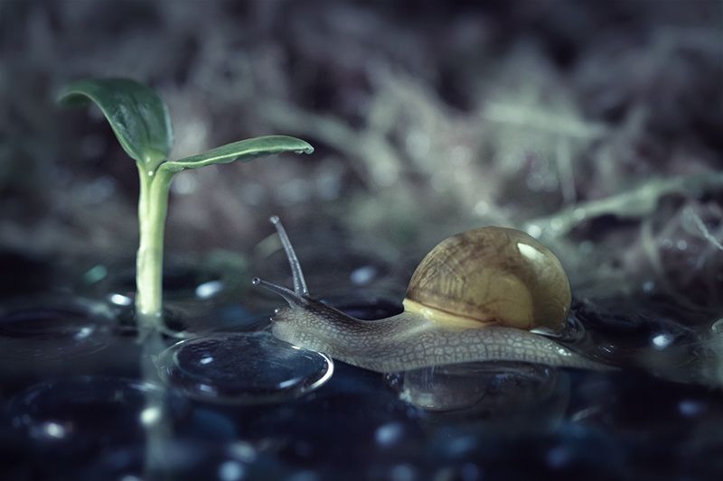 улитка, snail,макро, macro, nature Пробуждениеphoto preview
