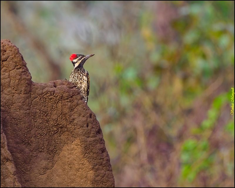 Flameback on a termite/ant hillphoto preview