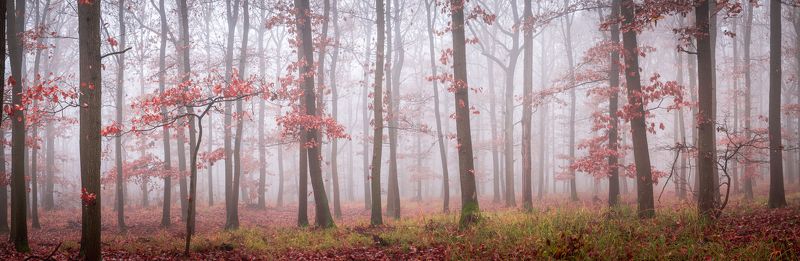 forest,woodscape,wood,mist,misty,autumn,panoramic,czech,czechia Magic forestphoto preview