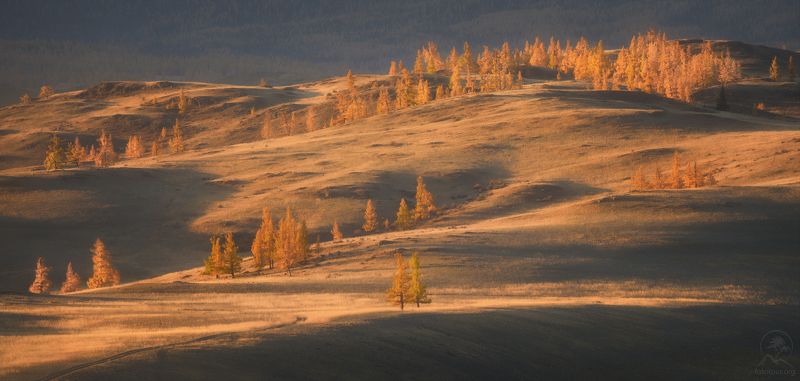 алтай, осень, горы, долина Осенние свечкиphoto preview