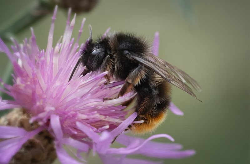 цветок, шмель, пчела, fly, макро, macro, bee Полосатый цветолюбphoto preview