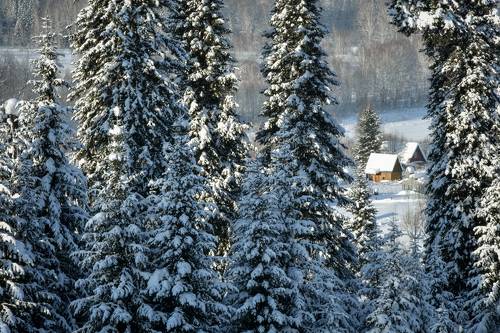 Лес вид домик в снегу